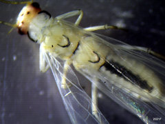 Sweltsa