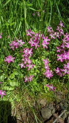 Saponaria ocymoides
