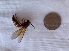 Sphecius convallis