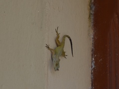 Anolis properus