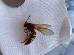 Sphecius convallis