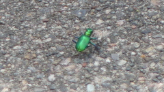 Cicindela denikei