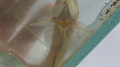 Favonigobius reichei