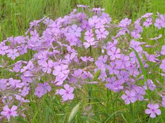 Phlox pilosa pilosa