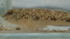 Favonigobius reichei