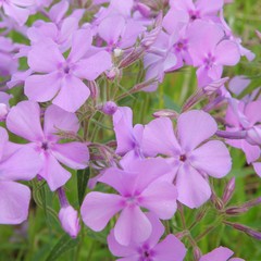 Phlox pilosa pilosa