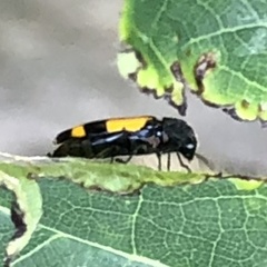 Ptosima gibbicollis