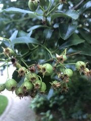 Crataegus crus-galli