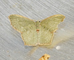 Chloropteryx tepperaria