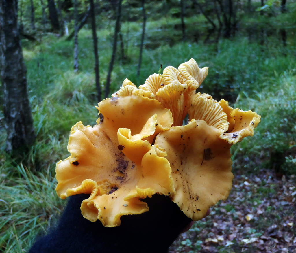Chanterelle (Edible Fungi) · iNaturalist