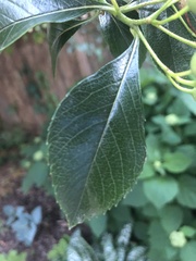 Crataegus crus-galli