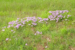 Phlox pilosa pilosa