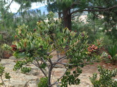 Bejaria resinosa