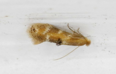 Bucculatrix coronatella
