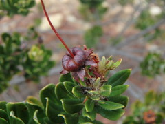 Bejaria resinosa