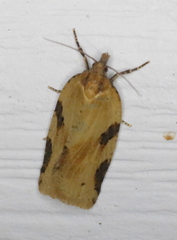 Clepsis spectrana