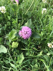 Trifolium pratense