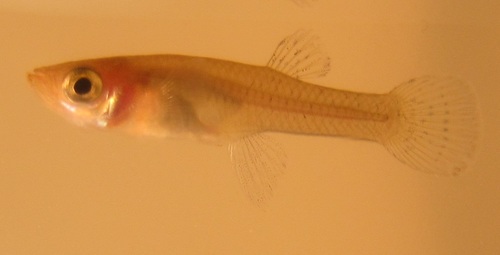 Eastern Mosquitofish