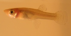 Eastern Mosquitofish photo 5