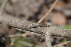 Argia tibialis