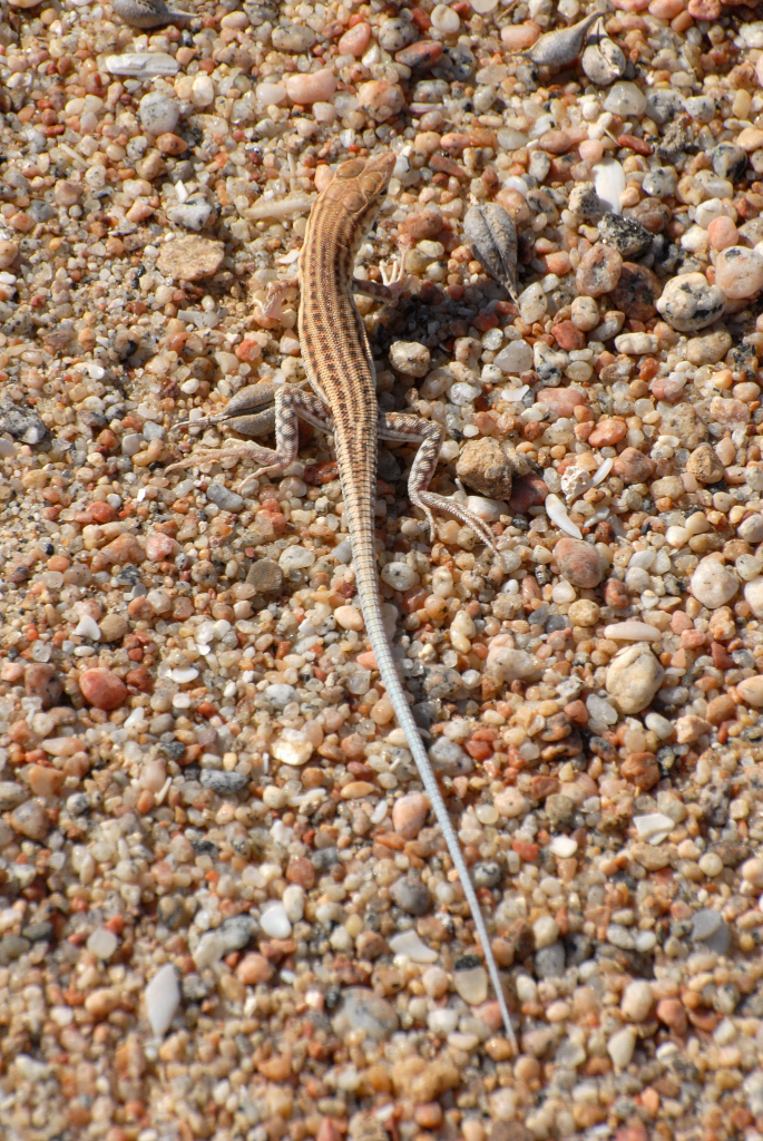 South Arabian Fringe-Toed Lizard