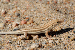 Acanthodactylus felicis