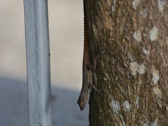 Anolis properus