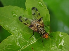 Otites porcus