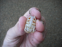 Emerita portoricensis