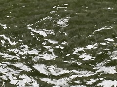 Alosa pseudoharengus