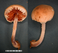 Melanophyllum haematospermum