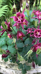 Aquilegia atrata