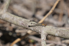 Argia tibialis