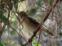 Acrocephalus scirpaceus baeticatus
