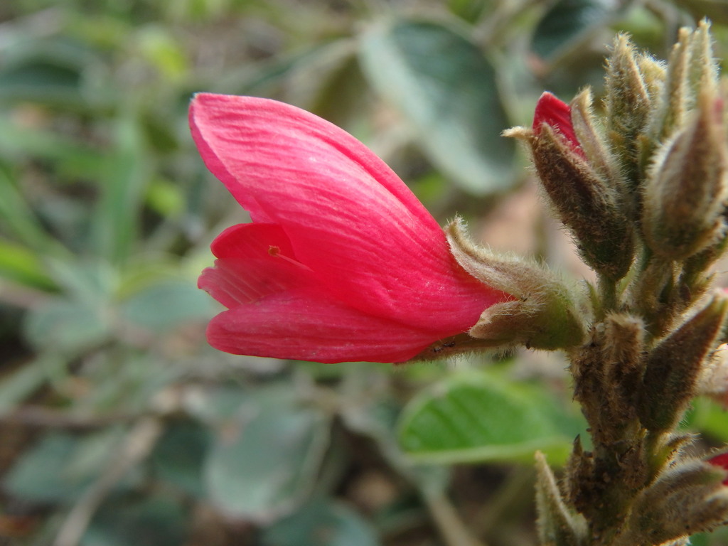Galactia lindenii