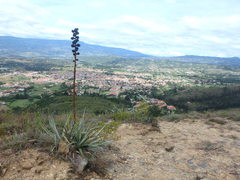 Puya bicolor