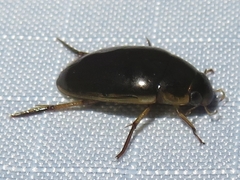 Tropisternus lateralis