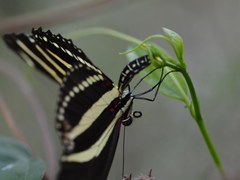 Heliconius charithonia