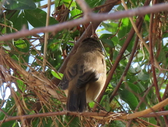 Acrocephalus scirpaceus baeticatus