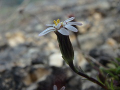 Noticastrum marginatum