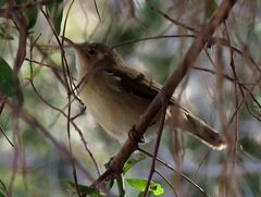Acrocephalus scirpaceus baeticatus