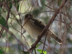 Acrocephalus scirpaceus baeticatus