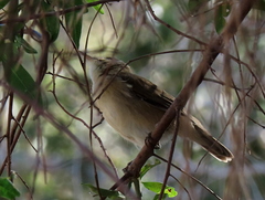 Acrocephalus scirpaceus baeticatus