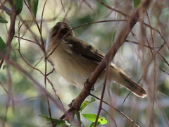 Acrocephalus scirpaceus baeticatus