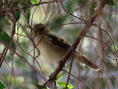 Acrocephalus scirpaceus baeticatus