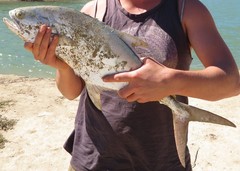 Scomberoides commersonnianus