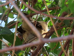 Acrocephalus scirpaceus baeticatus