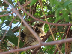 Acrocephalus scirpaceus baeticatus