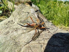 Tanyptera