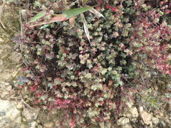 Euphorbia orbiculata